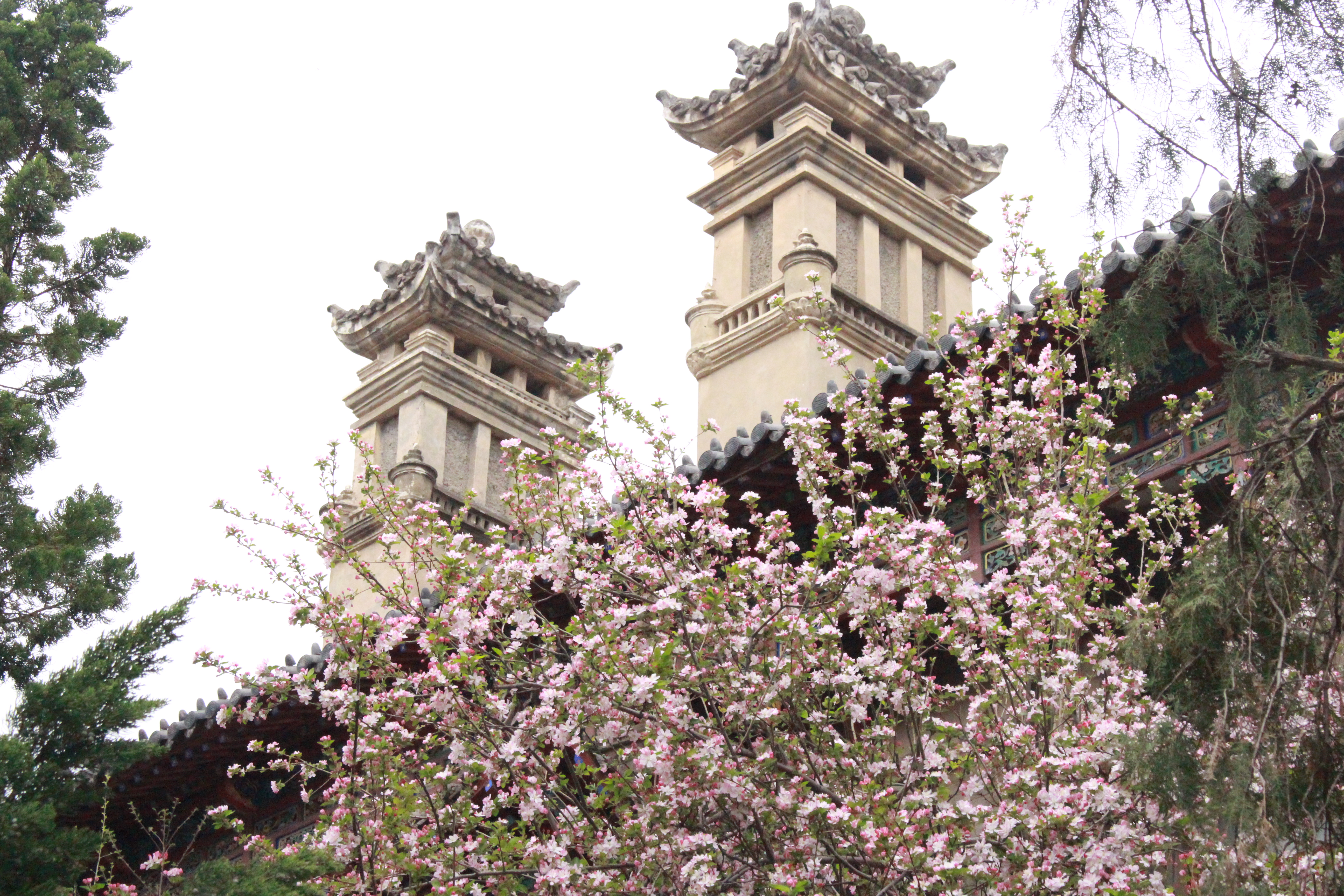 鱼虾蟹骰宝